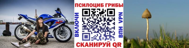 закладка Воткинск Псилоцибиновые грибы Psilocybe